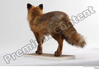 Red fox whole body 0006.jpg